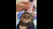 🙀 Cat gets a head massage კატა იღებს თავის მასაჟს 🙀