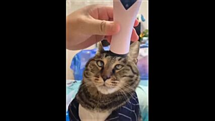 🙀 Cat gets a head massage კატა იღებს თავის მასაჟს 🙀