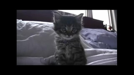 Много сладко котенце