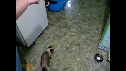 Котка гони лазерче