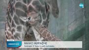 В Чили се роди 100-килограмово бебе жирафче