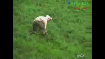 Гонене на Сирене