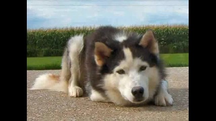 Siberian Husky