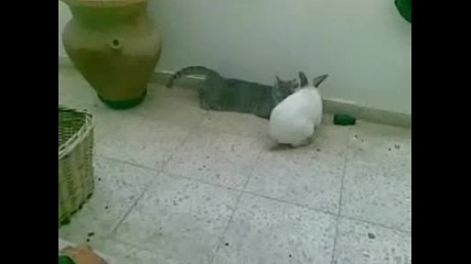 Котка И Заек