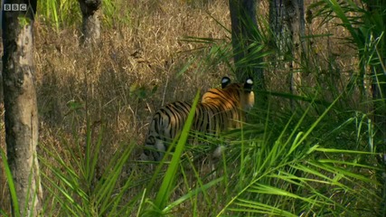 Тигрица показва ловните си умения на малките в джунглата