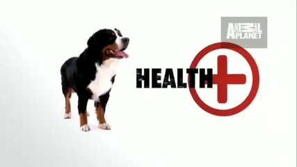 Dogs 101 - Bernese Mountain Dog 