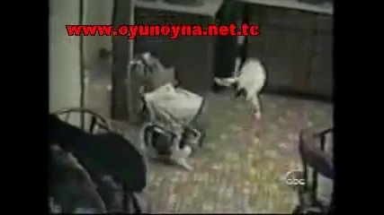 Смях до побъркване !!!!!!!!!!!! 