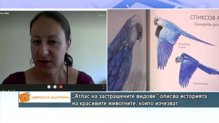 Трябва ли да бъде отстреляна мечката, нападнала жена край Белица?