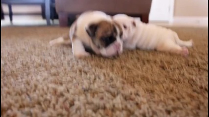 English Bulldog puppies learning to walk for the first time
