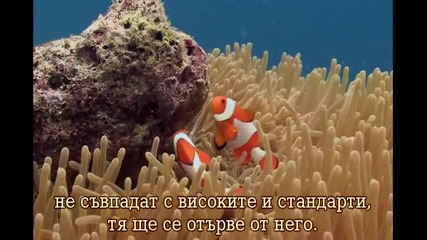 Богатството На Кораловите Рифове 