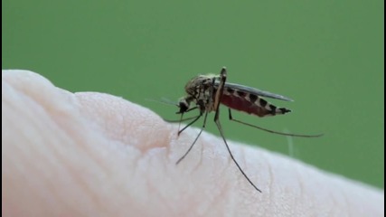 Комар се храни