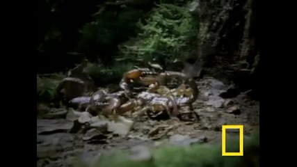 Scorpion 