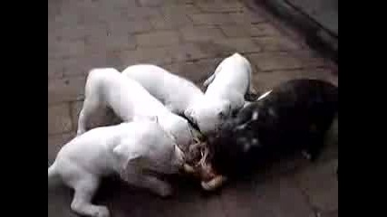 Pups