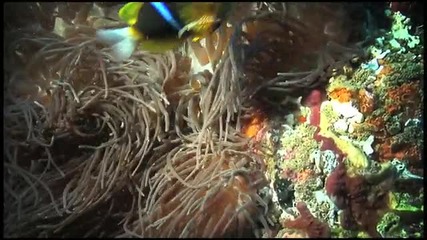 Коралови рифове и изменението на климата: Едно съобщение за Копенхаген 