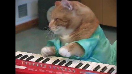 Котката клавиатура 