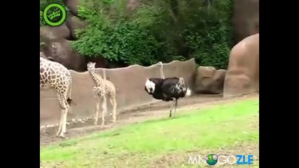 Щраус преследва жирафче
