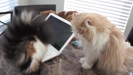 Много сладки игриви котета