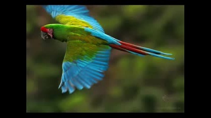 Nature - relax music 