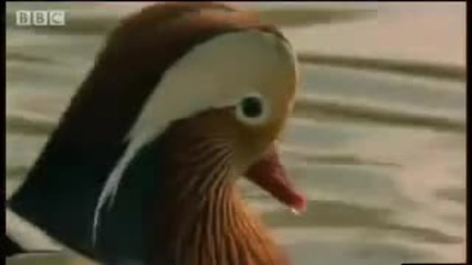 Being Glamourous in the bird world - Battle of the Animal Sexes - Bbc 