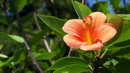 Gandalf - The Loveliest Flower in My Garden