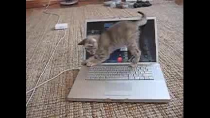 Коте хакер