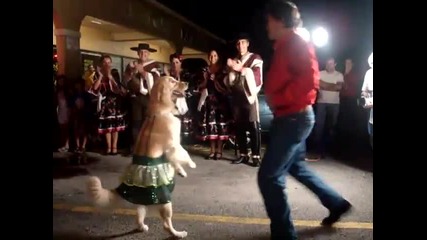 Куче, което танцува меренге