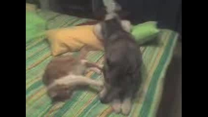 Хъски и коте