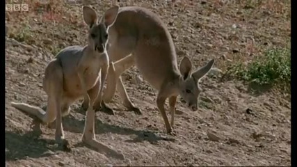 Hopping to water - Big Red Roos - Bbc