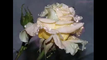 Gheorghe Zamfir - The rose