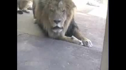Ядосан лъв в зоопарк! 