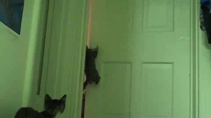 Котка Си Отваря Вратата 
