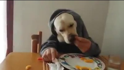 Да нахраниш кучето си по супер забавен начин ..
