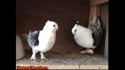 Сатинети 