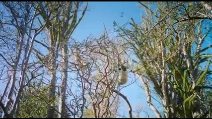 Island_of_lemurs_madagascar