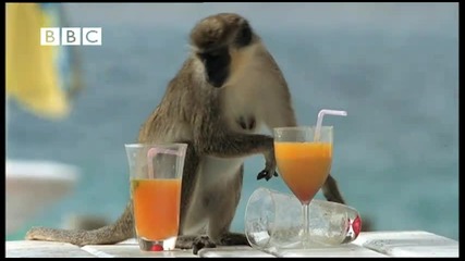 Маймунки алкохолици - Смях