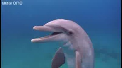 ууникално веселият делфин 
