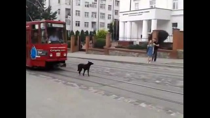 Упорито куче не иска да се махне - Made in Russia