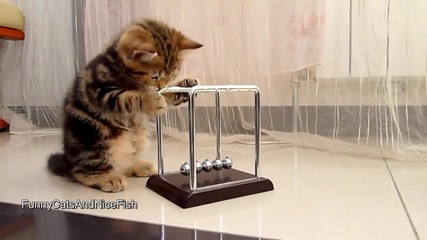 Котенце изучава физичните закони