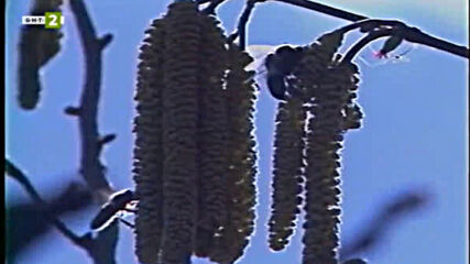 Насаме с пчелите - седма серия - Пчелна паша (2001)