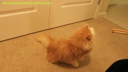 Cat Begging & Wipe Face on Command_котенцето си иска бисквитката!