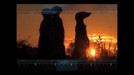 National Geographic - Wild Chronicles Lost City