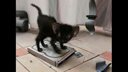 Evil Kitty 
