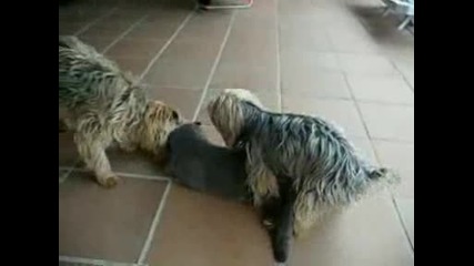 Куче И Котка