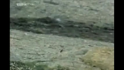 Бяло вълче