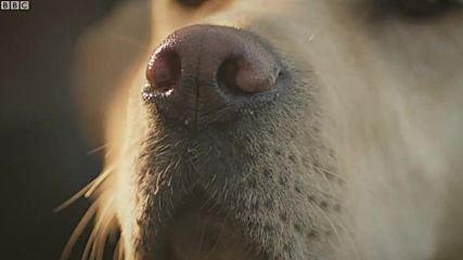 Кученце отваря очите си за пръв път - Кучешки усещания - Тайния живот на кучетата