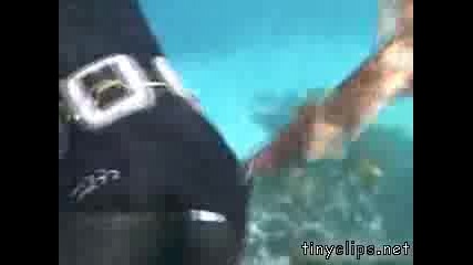 funny shark