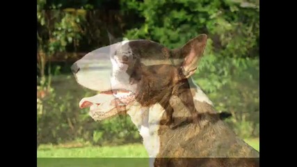 Bull Terrier Spirit Warrior 