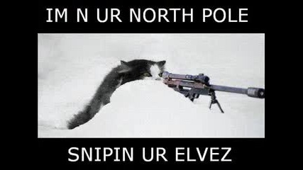very funny cats for more click on link in blue on right