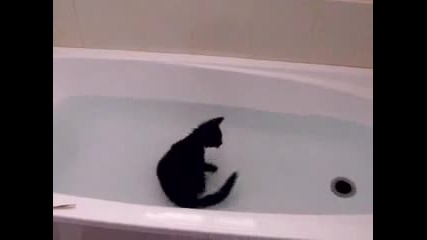 Котка Се Забавлява Във Вана Пълна С Вода 