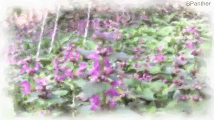 Frederic Chopin Walzer Grande Valse in Eb